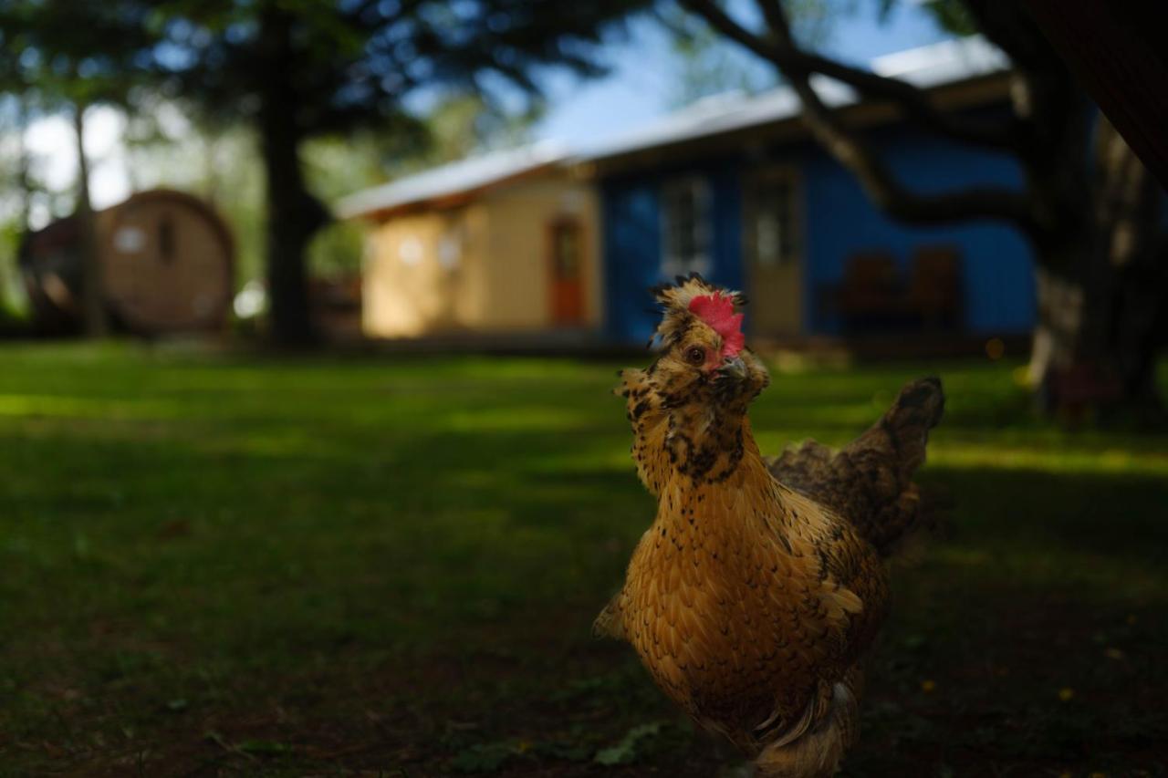 Backyard Village Hveragerdi Εξωτερικό φωτογραφία